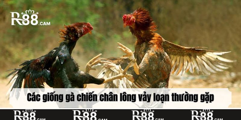 Các giống gà chiến chân lông vảy loạn thường gặp