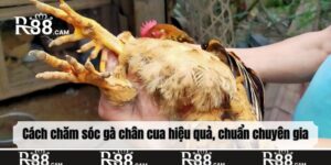 Gà chân cua