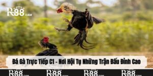 đá gà trực tiếp C1