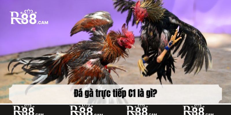 Đá gà trực tiếp C1 là gì?