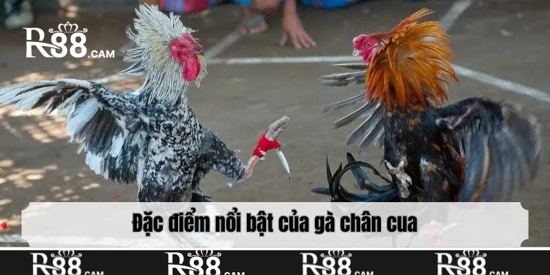 Đặc điểm nổi bật của gà chân cua
