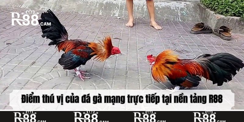 Điểm thú vị của đá gà mạng trực tiếp tại nền tảng R88