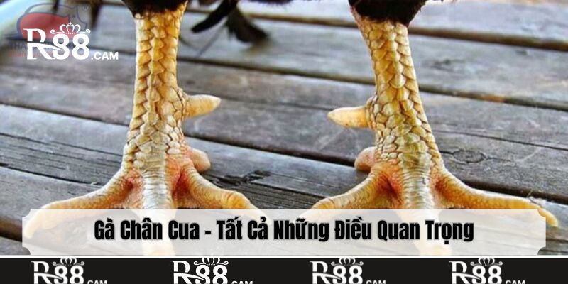 Cách chăm sóc gà chân cua hiệu quả, chuẩn chuyên gia