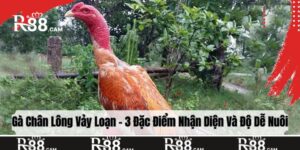 gà chân lông vảy loạn