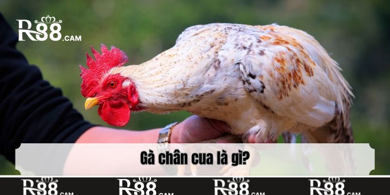 Gà chân cua là gì?