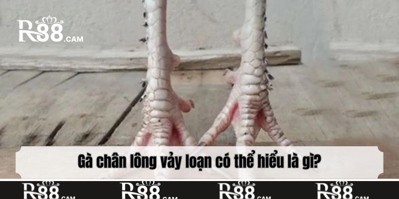 Gà chân lông vảy loạn có thể hiểu là gì?