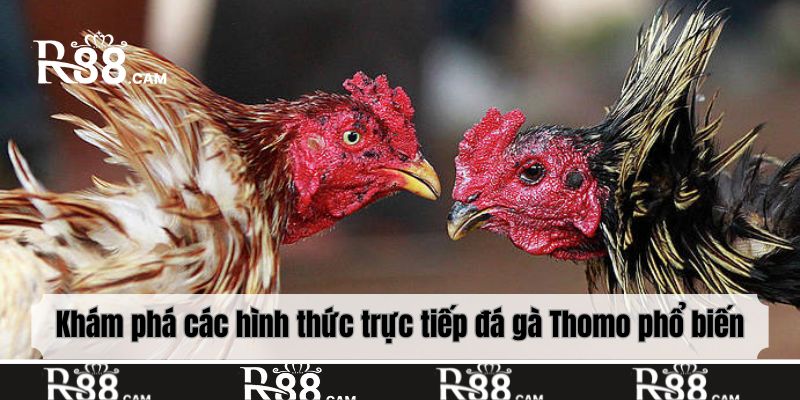 Khám phá các hình thức trực tiếp đá gà Thomo phổ biến