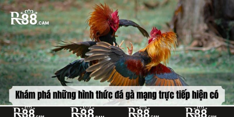 Khám phá những hình thức đá gà mạng trực tiếp hiện có