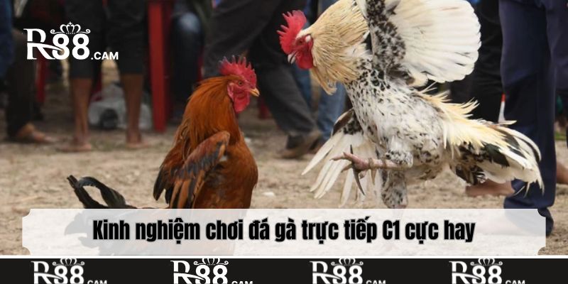 Kinh nghiệm chơi đá gà trực tiếp C1 cực hay