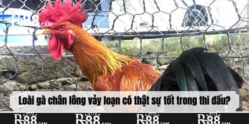 Loài gà chân lông vảy loạn có thật sự tốt trong thi đấu?