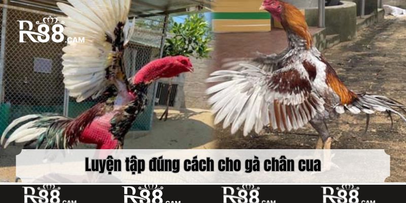 Luyện tập đúng cách cho gà chân cua