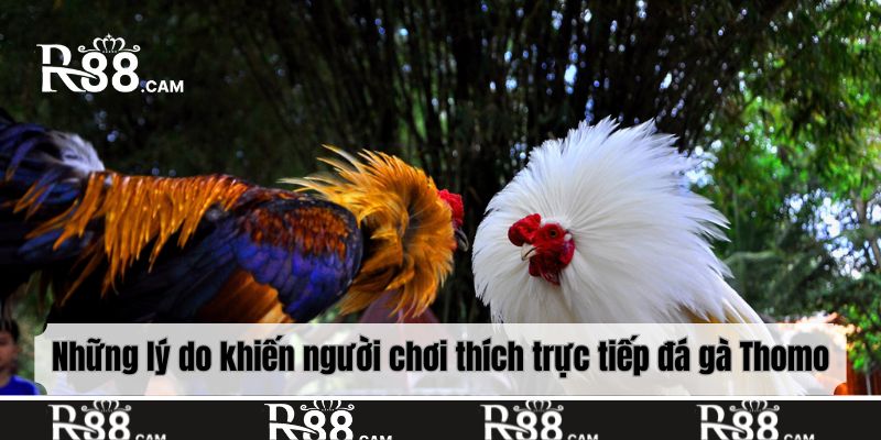 Những lý do khiến người chơi thích trực tiếp đá gà Thomo
