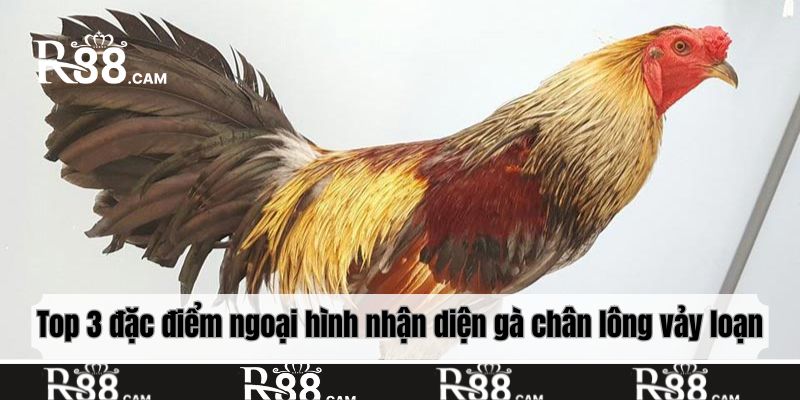 Top 3 đặc điểm ngoại hình nhận diện gà chân lông vảy loạn