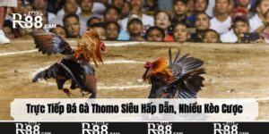 trực tiếp đá gà Thomo