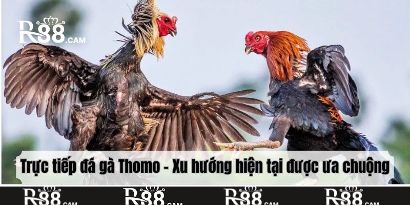 Trực tiếp đá gà Thomo - Xu hướng hiện tại được ưa chuộng